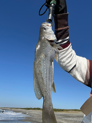 オオニベの釣果