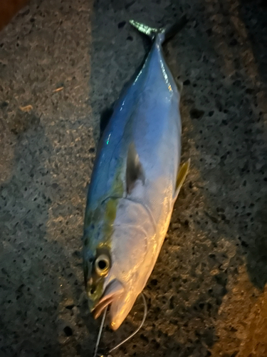 イナダの釣果