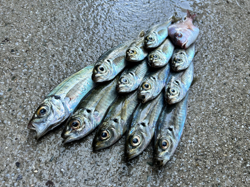 アジの釣果