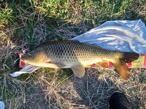 コイの釣果