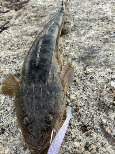 マゴチの釣果