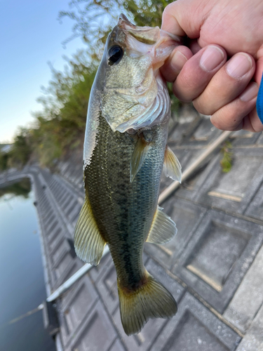 ラージマウスバスの釣果