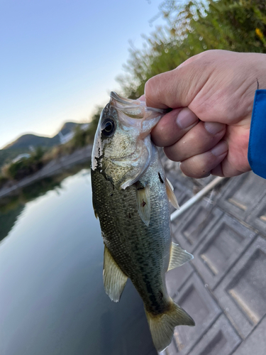 ラージマウスバスの釣果