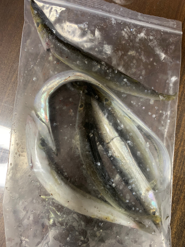 カマスの釣果