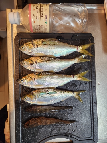 コノシロの釣果