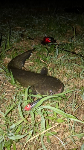 マナマズの釣果