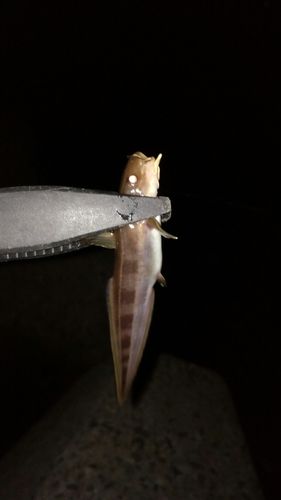 ゴンズイの釣果