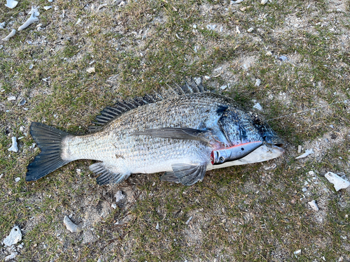 チヌの釣果