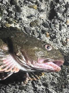 カジカの釣果