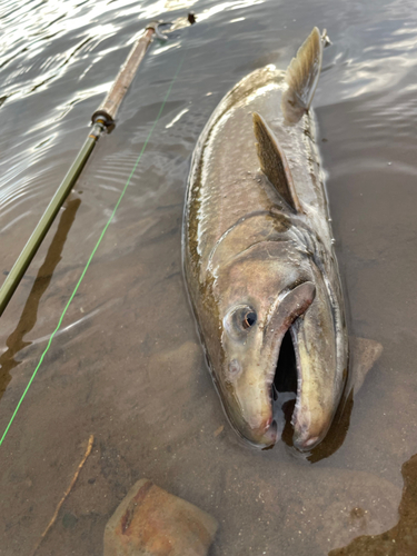 アメマスの釣果