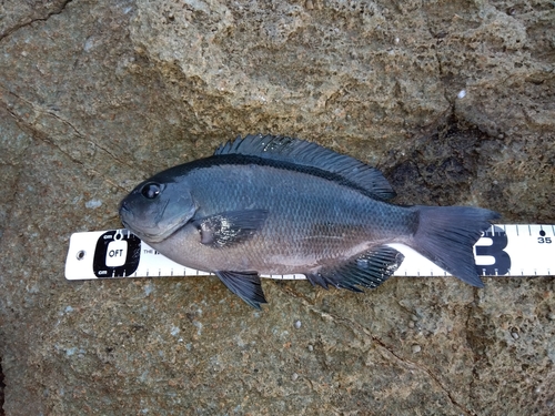 クチブトグレの釣果