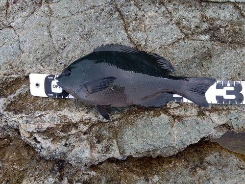 クチブトグレの釣果