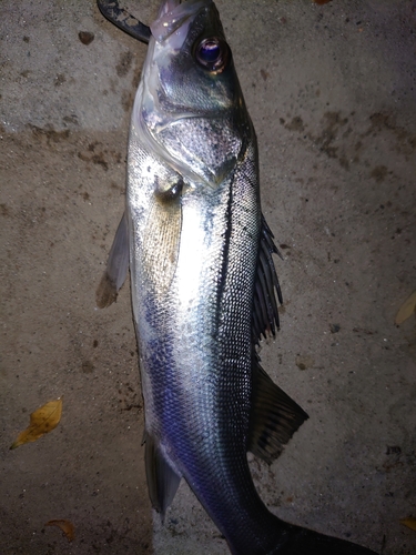 シーバスの釣果