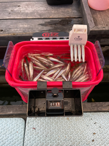 ワカサギの釣果