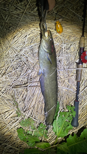 マナマズの釣果