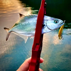 イケカツオの釣果