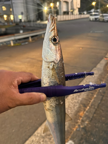 タチウオの釣果