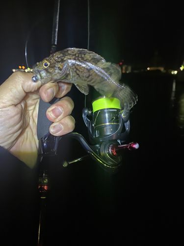 クロソイの釣果