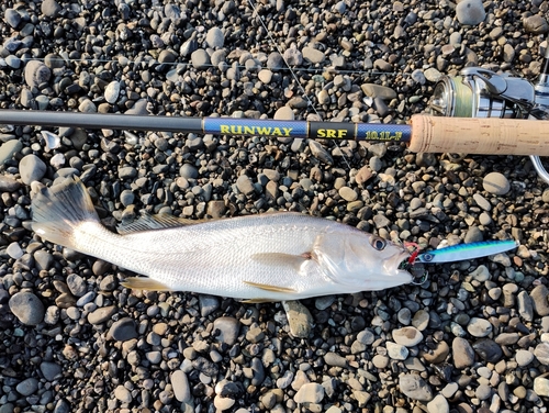 ニベの釣果