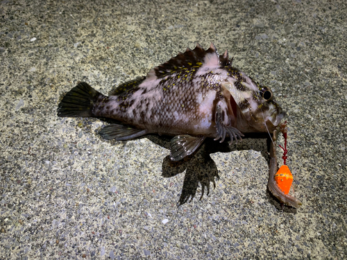 オウゴンムラソイの釣果