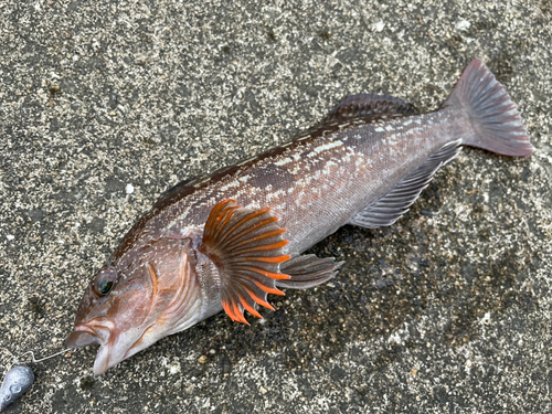 アイナメの釣果