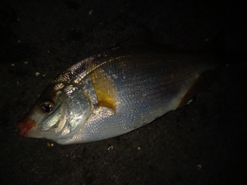 ウミタナゴの釣果