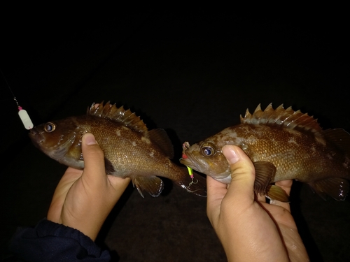 ガヤの釣果