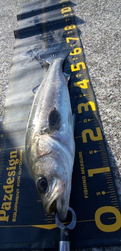 シーバスの釣果