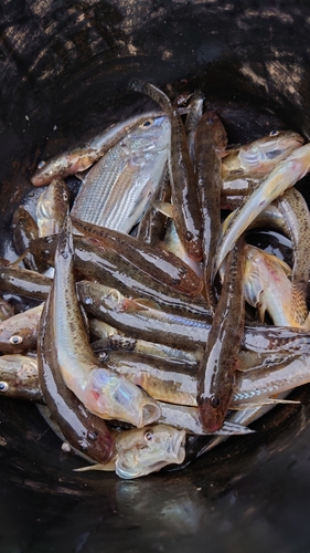 マハゼの釣果