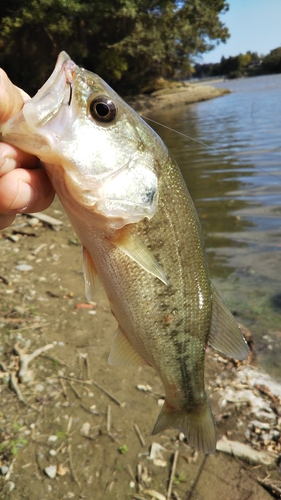 ラージマウスバスの釣果