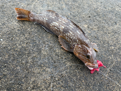 アイナメの釣果