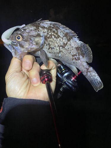 クロソイの釣果