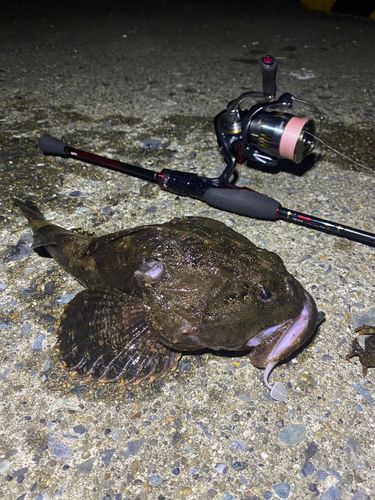 ギスカジカの釣果