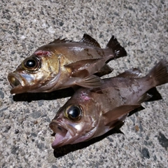 クロメバルの釣果