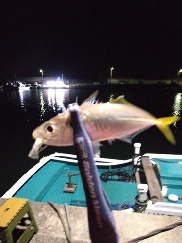 マアジの釣果