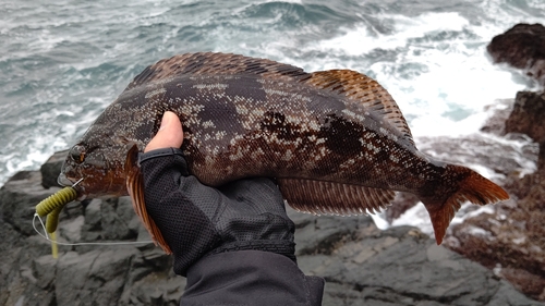 アイナメの釣果