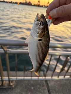 コノシロの釣果