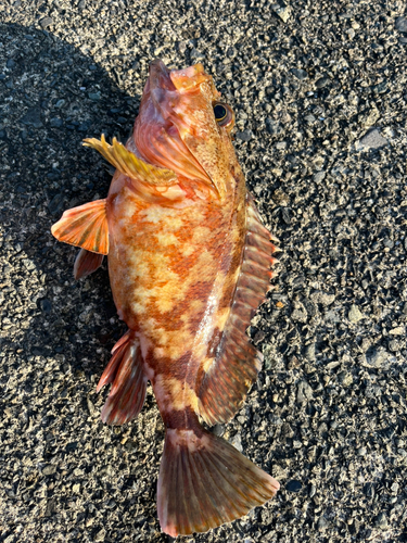 カサゴの釣果