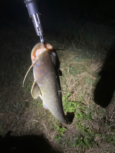 マナマズの釣果