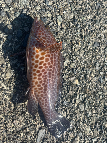 オオモンハタの釣果