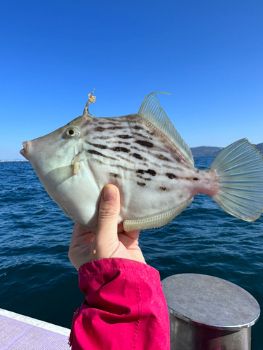 カワハギの釣果