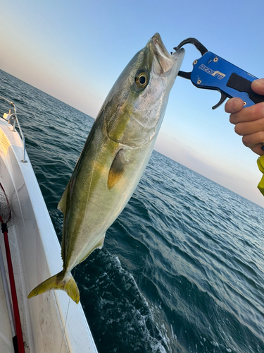 メジロの釣果