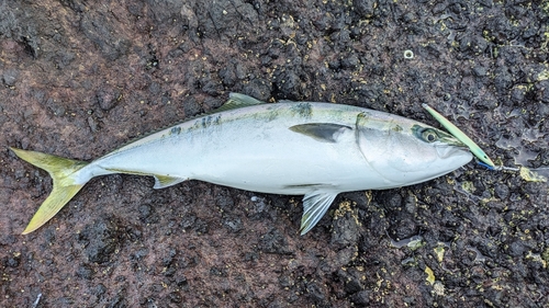 ヤズの釣果