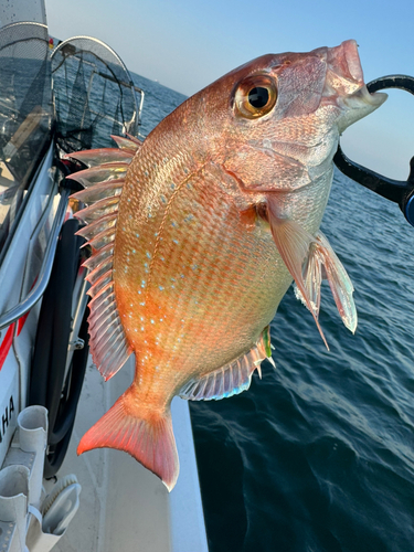 マダイの釣果