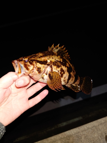 タケノコメバルの釣果