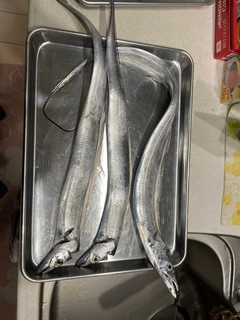 タチウオの釣果