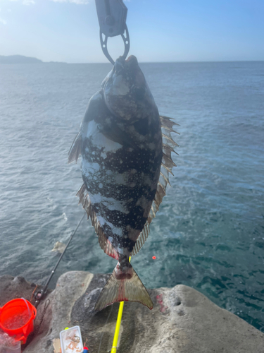 アイゴの釣果