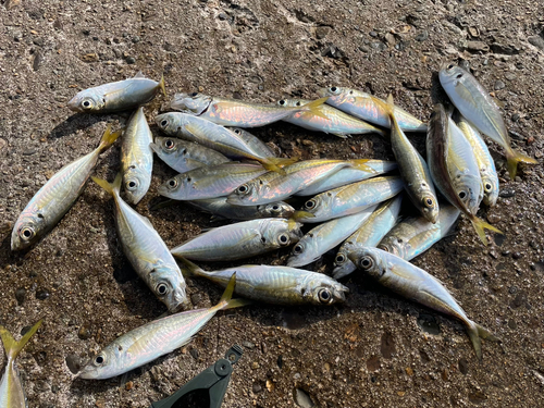 アジの釣果