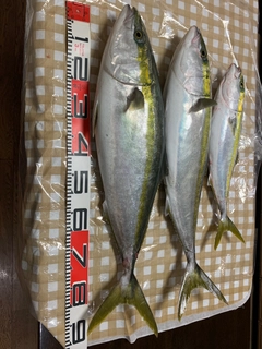 ブリの釣果