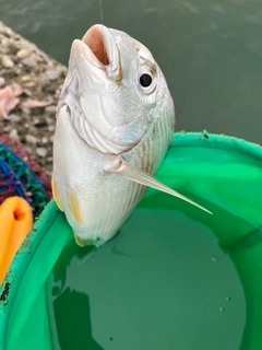 ヘダイの釣果